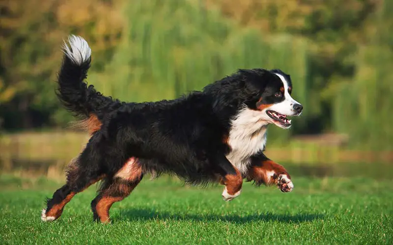 Bernese Mountain Dogs The Friendly And Loyal Companion