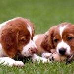 Brittany Spaniels The Friendly And Loyal Companion