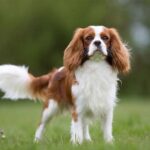 Cavalier King Charles Spaniels The Friendly And Loyal Companion