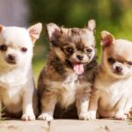 Chihuahuas The Friendly And Loyal Companion