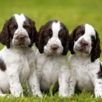 English Springer Spaniels The Friendly And Loyal Companion
