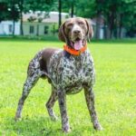 German Shorthaired Pointers The Friendly And Loyal Companion