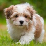 Havanese The Friendly And Loyal Companion