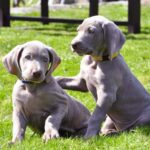 Weimaraners The Friendly And Loyal Companion