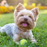 Yorkshire Terriers The Friendly And Loyal Companion