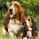 Basset Hounds The Friendly And Loyal Companion