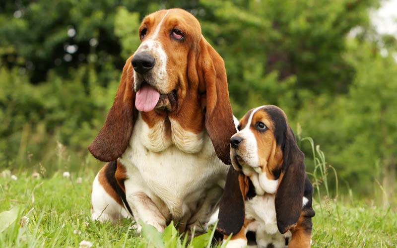 Basset Hounds The Friendly And Loyal Companion