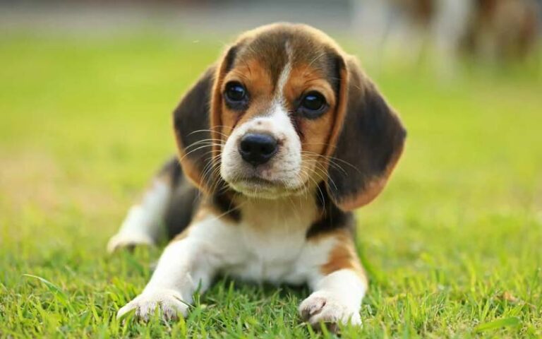 Beagles The Friendly And Loyal Companion