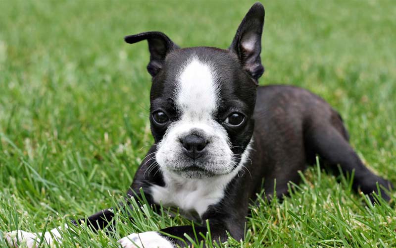 Boston Terriers The Friendly And Loyal Companion
