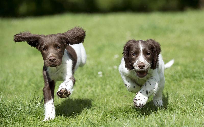 English Springer Spaniels The Friendly And Loyal Companion