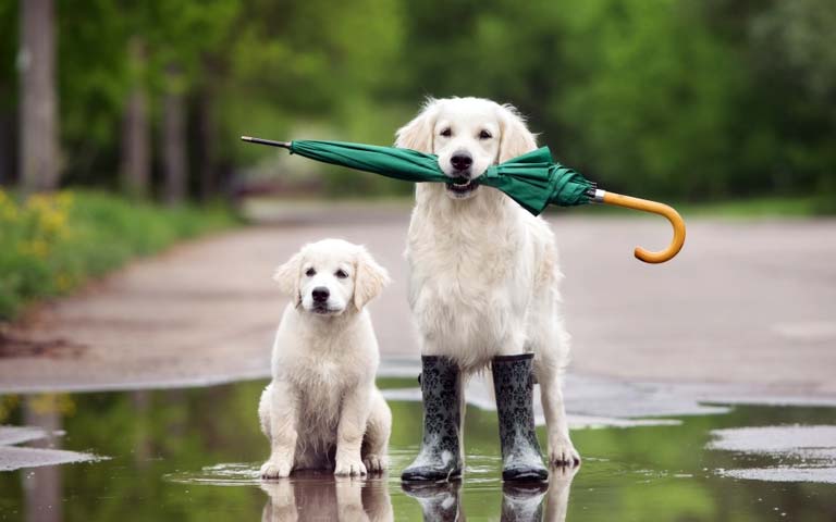 7 Tips For Walking Your Dog In The Rain