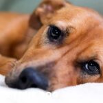 How Can I Tell If My Dog Is Depressed?