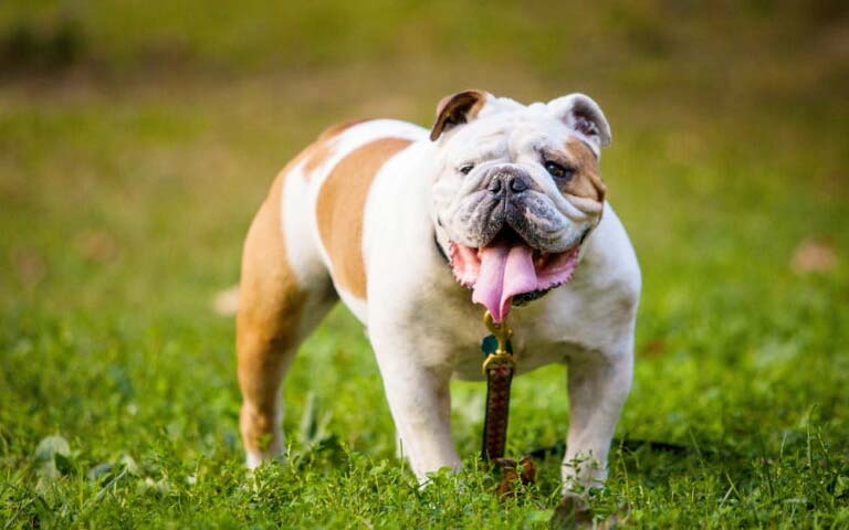 Top 10 Dog Breeds That Require Extra Attention