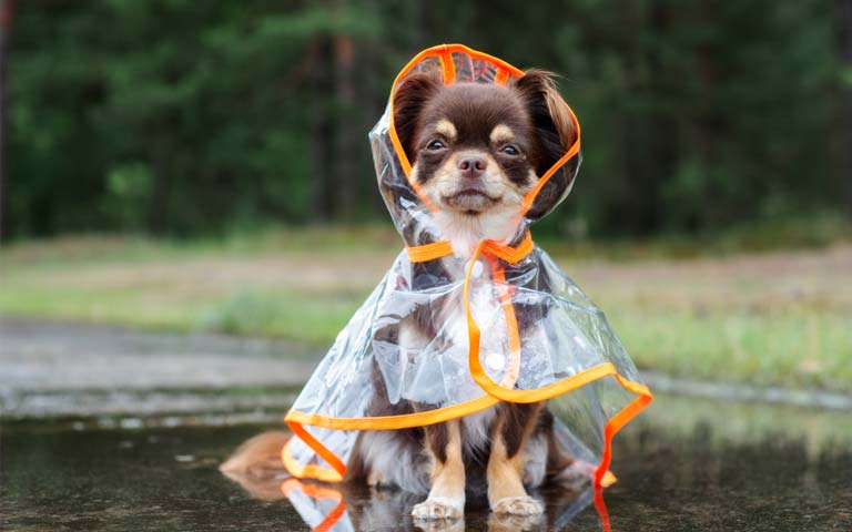 7 Tips For Walking Your Dog In The Rain