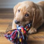The Ultimate Guide to Puppy Teething