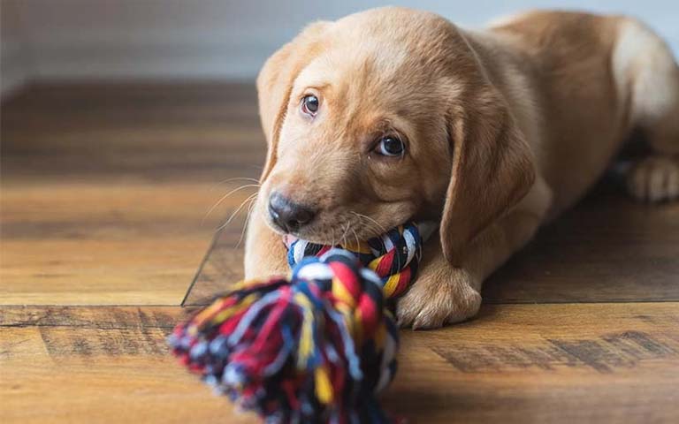 The Ultimate Guide to Puppy Teething