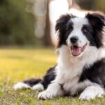 Top 10 Dog Breeds That Require Extra Attention