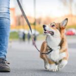 10 Crucial Safety Tips For Walking Your Dog This Summer