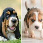 The 10 Least Obedient Dog Breeds