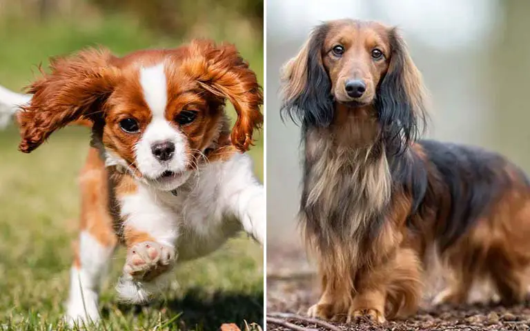 Top 10 Dog Breeds That Are Extra Clingy With Their Owners