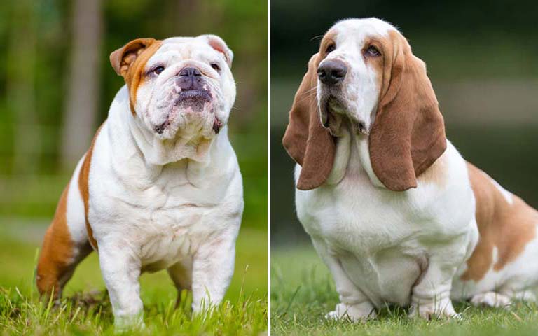 Top 10 Dog Breeds That Are The Most Difficult To Train