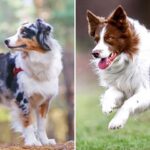Top 10 Dog Breeds That Require High Levels Of Physical Activity