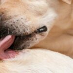 10 Signs Of Dry Skin On Dogs