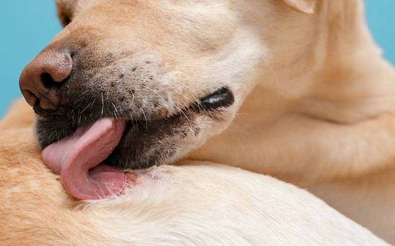 10 Signs Of Dry Skin On Dogs