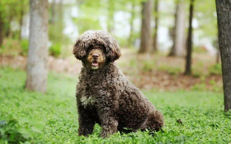 Portuguese Water Dogs The Friendly And Loyal Companion