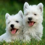 West Highland White Terriers The Friendly And Loyal Companion