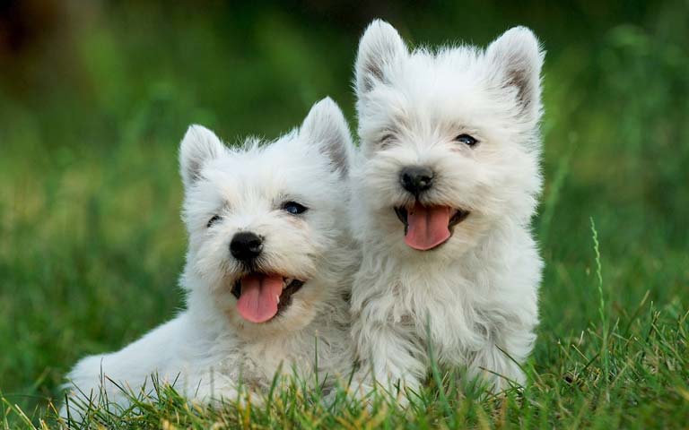 West Highland White Terriers The Friendly And Loyal Companion