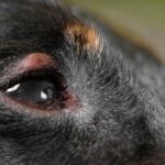 Why Do Dogs Get Eye Infections