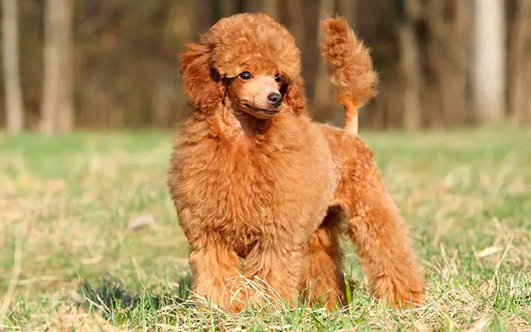 Poodle dogs