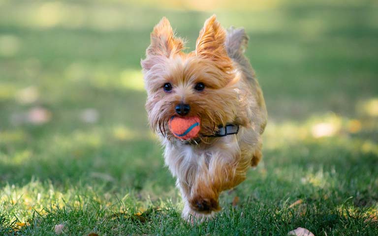 Yorkshire Terrier dogs
