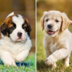 10 Top Large Dog Breeds Perfect For Families With Children