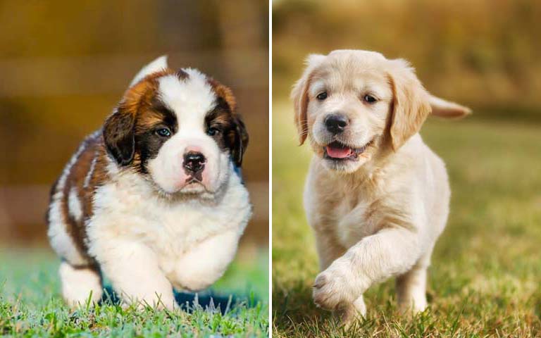 10 Top Large Dog Breeds Perfect For Families With Children