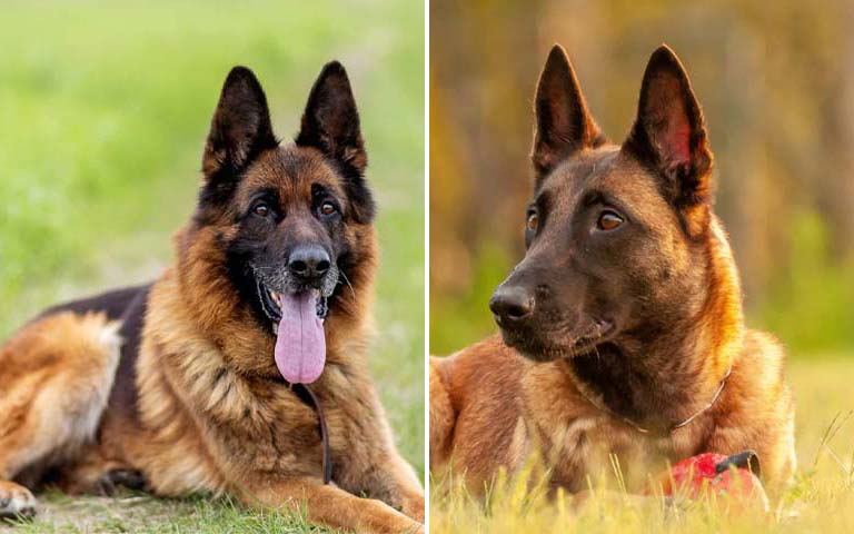 Best dog breeds for police work