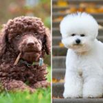 dog breeds that require a lot of grooming