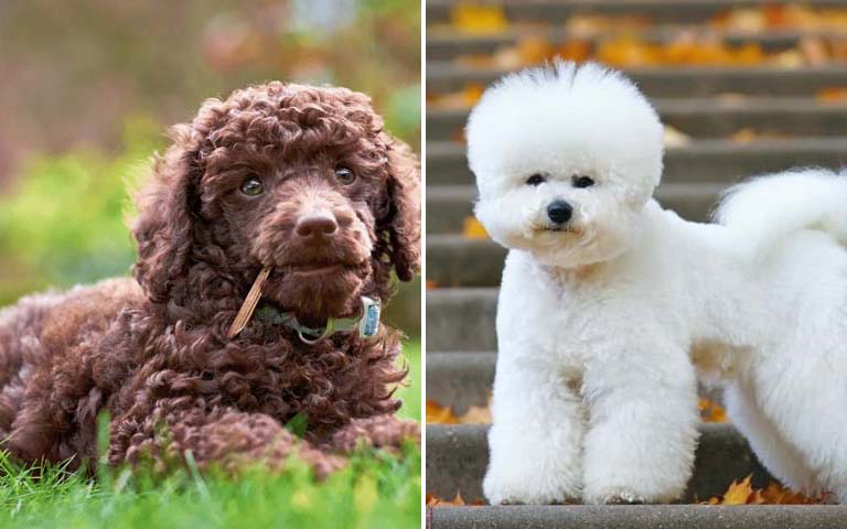 dog breeds that require a lot of grooming