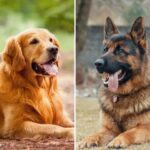 popular dog breeds guide