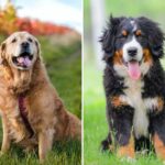 The Top 10 Dog Breeds That Shed The Most