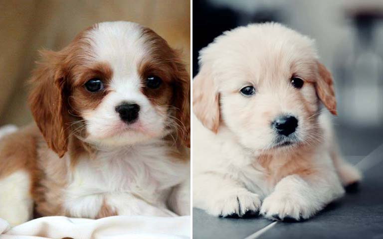 Top 10 Dog Breeds That Have The Cutest Puppies