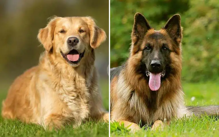 Easiest dog breeds to train