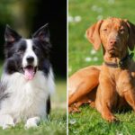 Top 10 Most Popular Sporting Dog Breeds