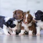 Puppy and dog vaccinations