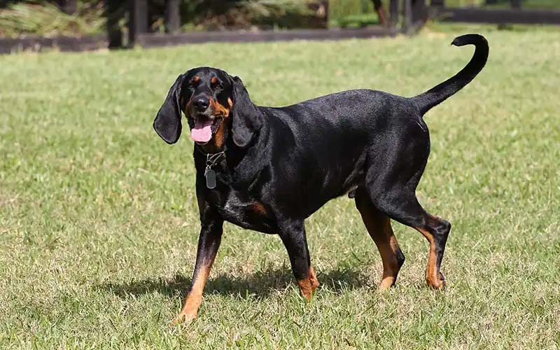 Coonhound dog breed