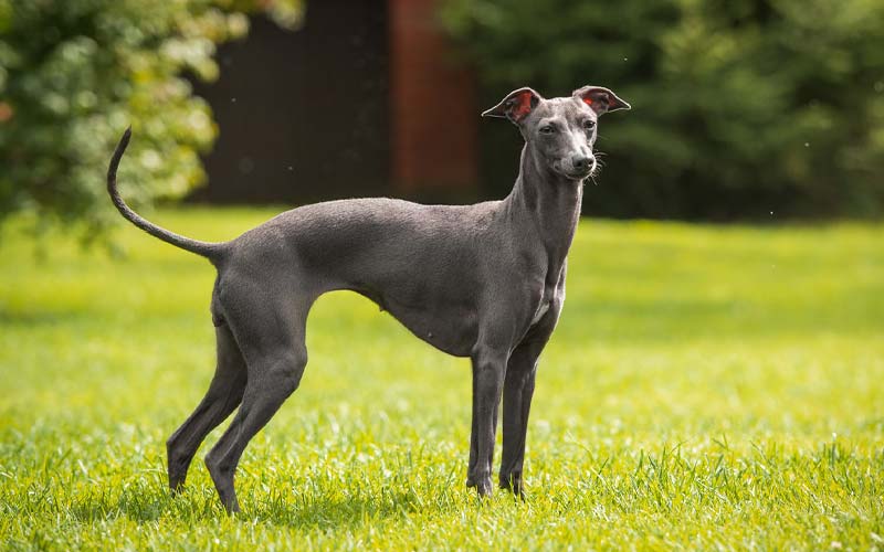 Greyhound dog breed