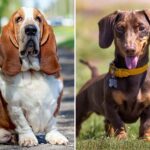 Top 10 Most Popular Hound Dog Breeds