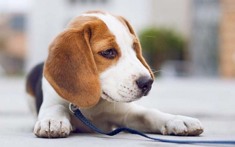 Fun facts about beagles
