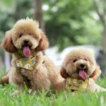 Fun facts about poodles
